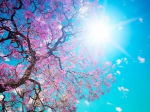 Joyeux rayon de soleil sur un arbre en fleurs roses.