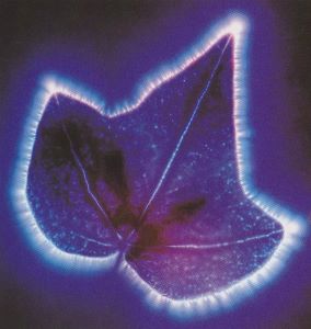 photo Kirlian de feuille de lierre